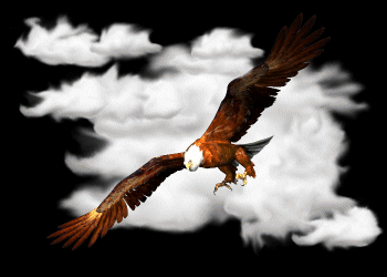 soaring_eagle.gif